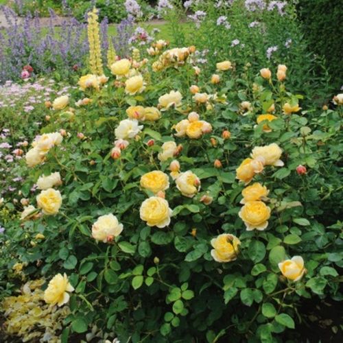 Żółty  - Róże pienne - z kwiatami róży angielskiej - korona krzaczasta